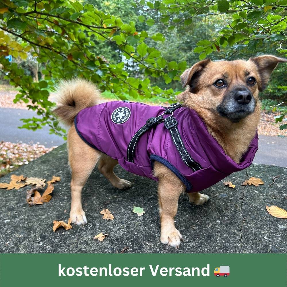 DryPaws™ - Der ultimative Schutz für Ihren Hund bei Regen und Kälte!
