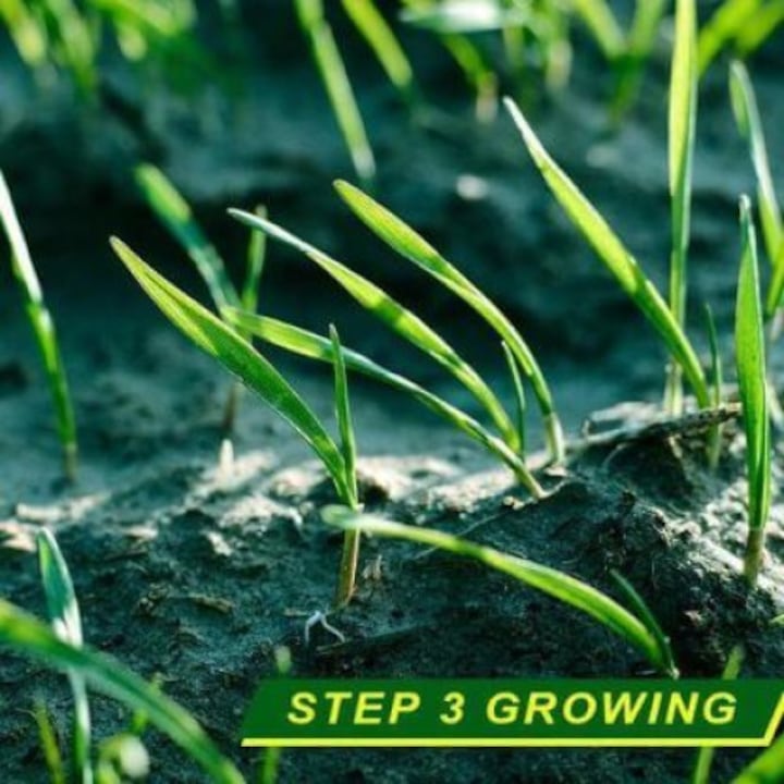 2+1 Gratis | EcoLawn™ - Einfacher, grüner Rasen